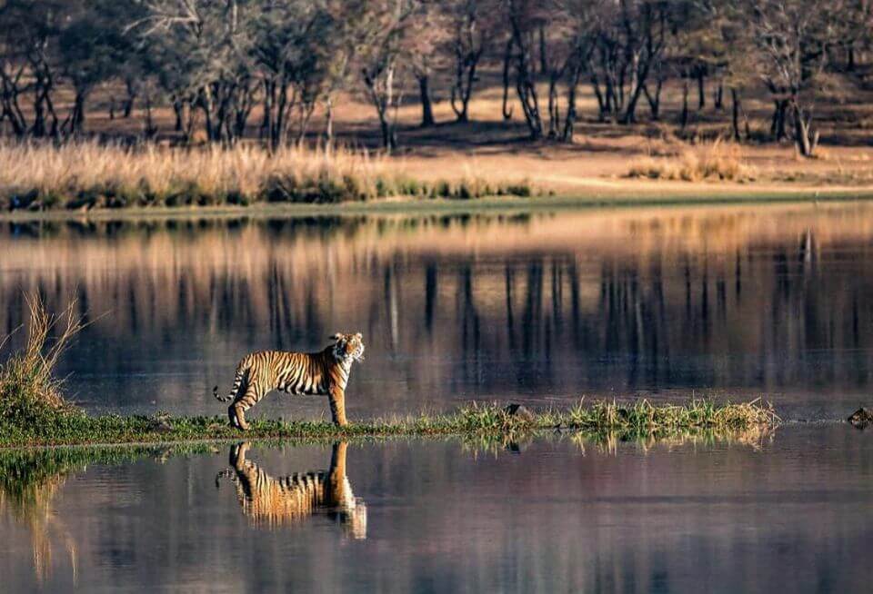 Национальный парк Рантамбор, Индия