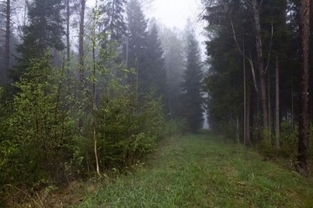 Утренний лес в Крусткалнах