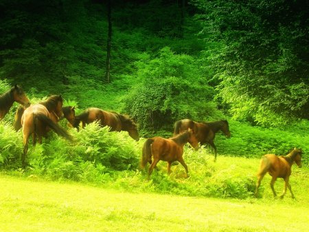 Лошади на территории Закатальского заповедника
