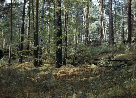 Таежный лес. Ильменский заповедник
