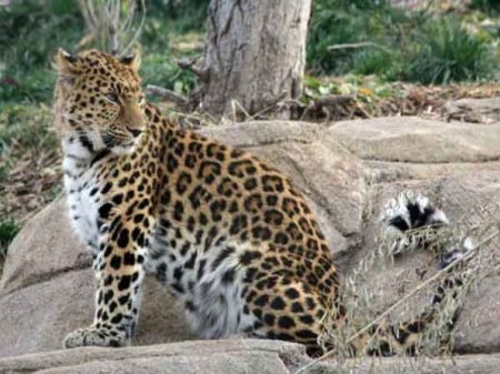 Леопард восточно-сибирский