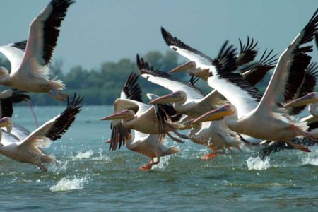Пеликаны в заповеднике