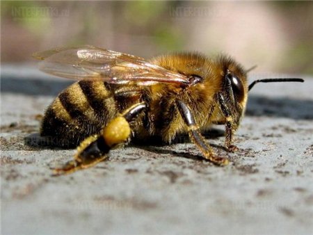 Дикая Башкирская пчела
