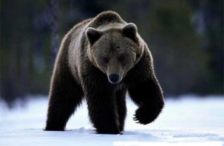 Медведь в Висимском заповеднике