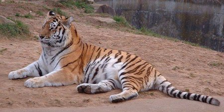 Амурский тигр — гордость Уссурийского заповедника