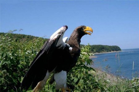 Белоплечий орланв Магаданском заповеднике