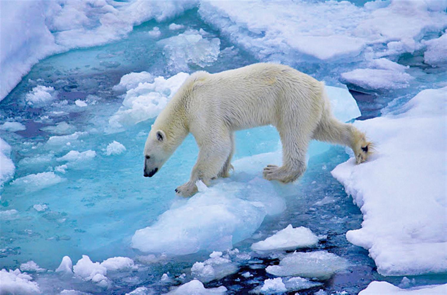 Медведи живут на севере. Белые медведи в Арктике. Национальный парк русская Арктика. Северный Ледовитый океан белый медведь. Белый мишка в Арктике.