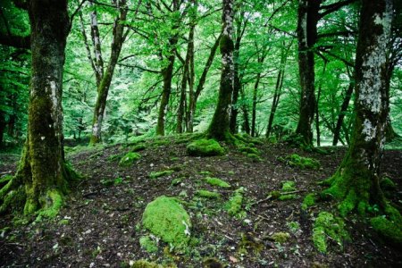 Многовековые леса Пицундо-Мюссерского государственного заповедника