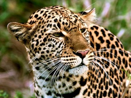 1357573644 leopardu vsochinskom parke