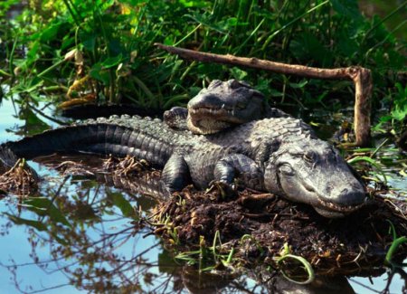 Национальный парк Эверглейдс кишит крокодилами