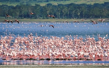 Фламинго - самый красивый обитатель заповедника Нгоронгоро