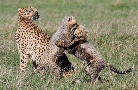 Семейство леопардов после удачной охоты
