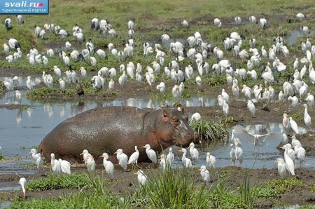 Бегемоты в заповеднике Нгоронгоро