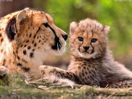 Леопарды в национальном парке Крюгера