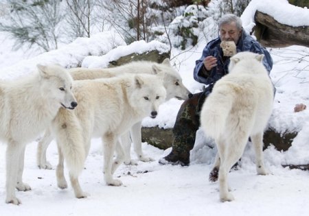 Стая арктических волков