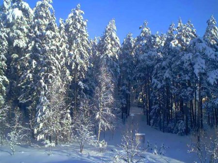 Зимний лес в Беловежской пуще