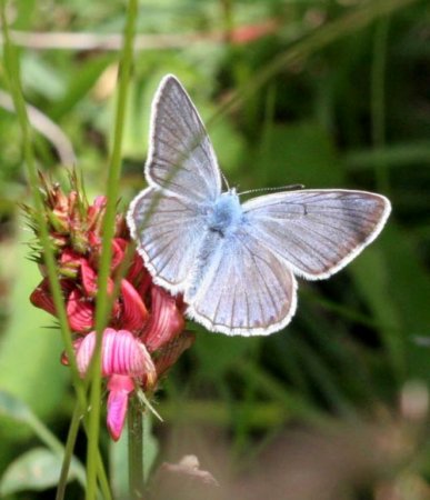 Голубая бабочка в парке Двингельдервельд
