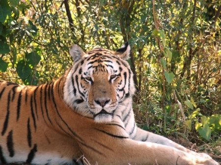 Национальный парк Зов тигра