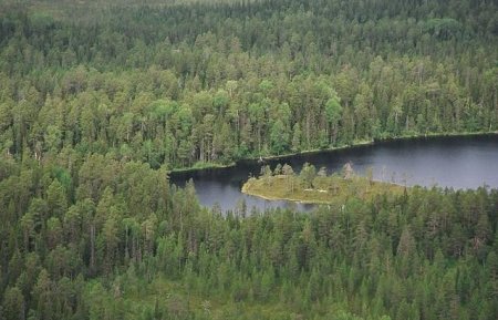 Леса в Онежском Поморье