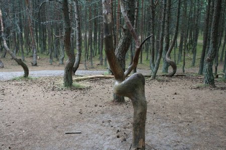 Танцующий лес - загадка Куршской косы