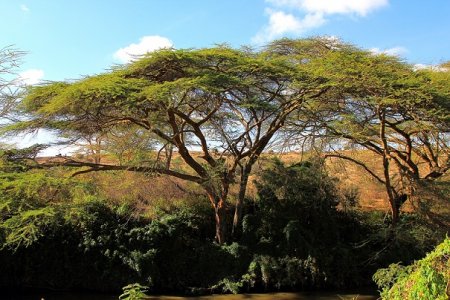 Природа парка Найроби