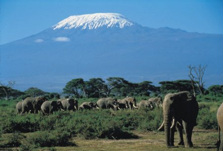 Слоны на фоне горы Килиманджаро