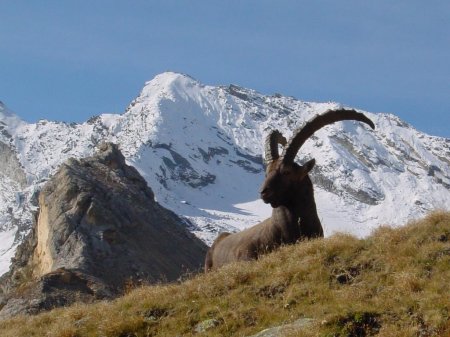 Альпийский горный козел