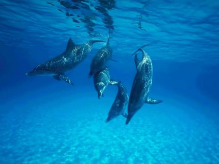 Дельфин-белобочка у острова Алонисос