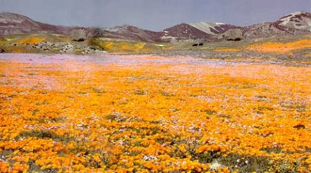 Пустыня Мохаве в период цветения