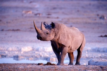 Представитель "большой пятерки" - носорог