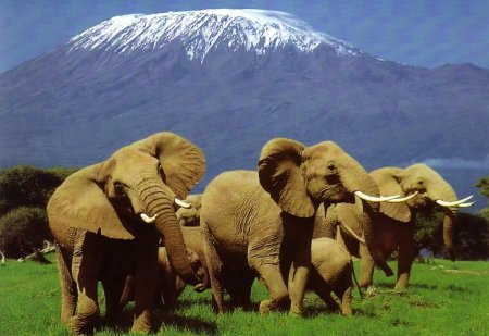Слоны в парке Гора Кения