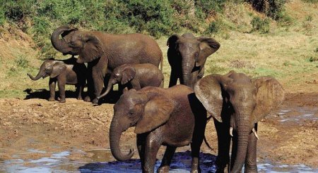 Стадо слонов в парке Самбуру
