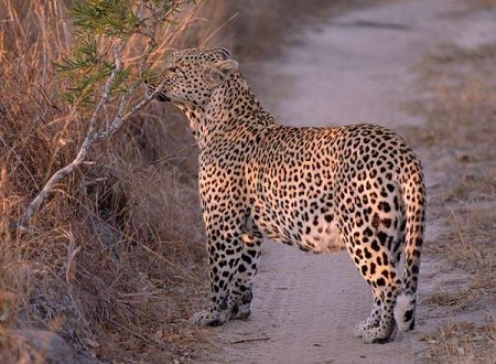 Леопард в парке Кгалагади