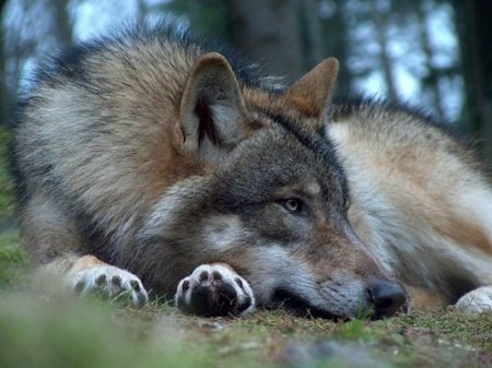 Волк в парке Припышминские боры