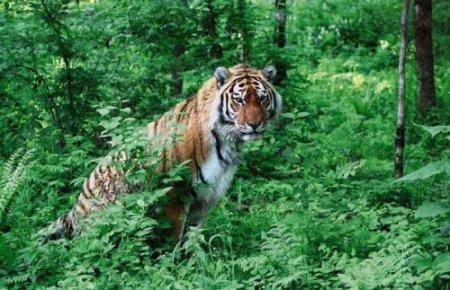 Тигр в парке Удэгейская легенда