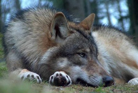 Волк в заповеднике Азас