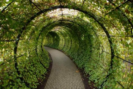 Ядовитый сад Альнвика - самый опасный парк Англии