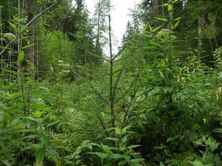 Центрально-Лесной природный государственный биосферный заповедник