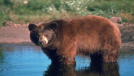 Бурый медведь в Западно-Алтайском заповеднике