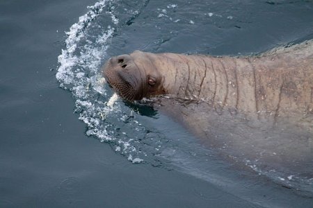 Вымирающий вид заповедника - морж