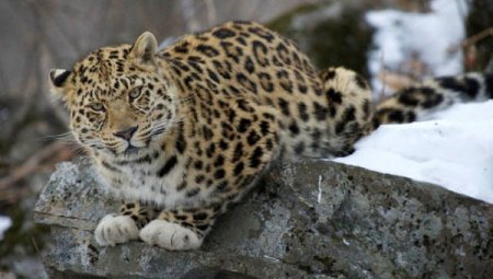 Уникальный леопард с белыми лапами