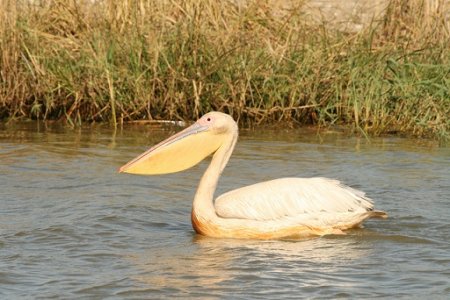 Розовый пеликан на зимовке