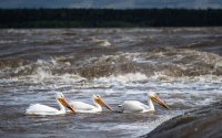 Белые американские пеликаны в парке Вуд-Баффало в Канаде на воде
