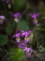Орхидея в национальном парке Вуд-Баффало