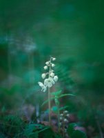 Лесной цветок, растения, Национальный парк Вуд-Баффало
