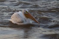 Вуд-Баффало, пеликан на воде вблизи