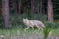 Волк в национальном парке Джаспер в Канаде