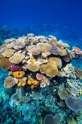 Красоты под водой, Большой барьерный риф