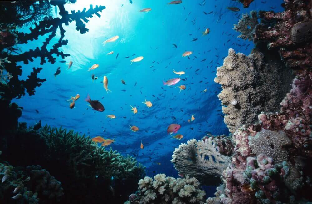 Рифовая рыба, плавающая над выздоравливающими коралловыми колониями на Большом Барьерном рифе у побережья Кернса, Австралия,
