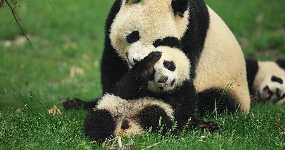 Панда и детеныши